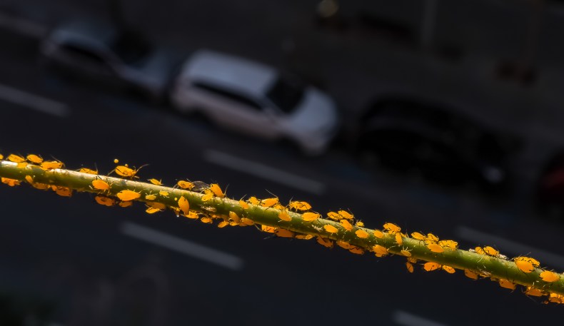 Trafico de pulgones (1 de 1)-2-2