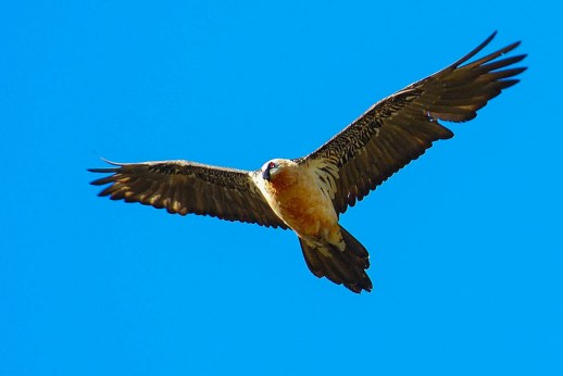 QUEBRANTAHUESOS EN VUELO *** Local Caption *** QUEBRANTAHUESOS ADULTO