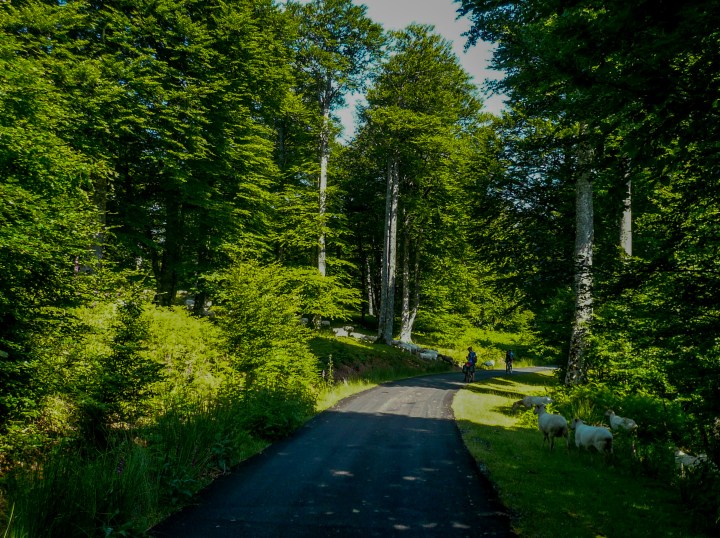 Alegaciones con sello registro 2 115