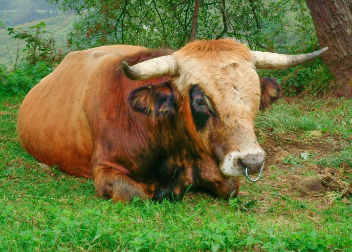 Semental con pearcing-2